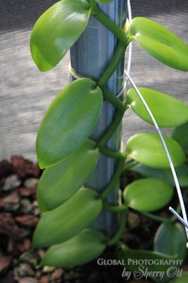 vanilla orchid plant Vanilla Farm, Vanilla Bean Plant, Grow Vanilla, Grow Vanilla Beans, Garlic Growing, Tropical Greenhouses, Vanilla Plant, Vanilla Planifolia, Fall Container Gardens