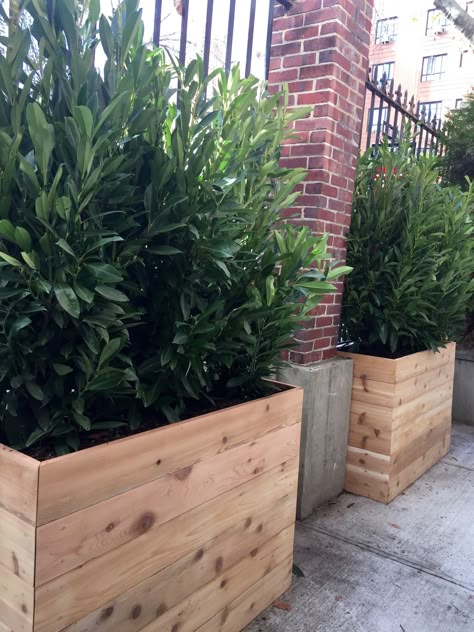 Custom cedar planters with evergreen shrubs for privacy.  www.staghornnyc.com Privacy Plants In Planters, Potted Trees For Privacy, Patio Privacy Planter Ideas, Evergreen Planter Ideas, Privacy Planters For Patio, Patio Privacy Plants, Plant Privacy Wall, Planters For Privacy, Deck Planter Ideas