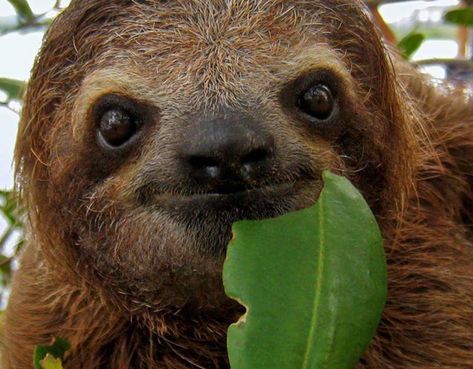 Sloth Eating, Sloth Facts, Sloth Blanket, Two Toed Sloth, Three Toed Sloth, Sloth Life, A Sloth, Sloth Lovers, Baby Sloth