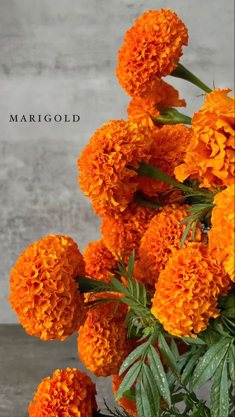 Marigold Flower Aesthetic, Orange Flowers Aesthetic, Nails Acrylic Flower, Marigold Aesthetic, Nails Summer Flowers, Patio Vegetable Garden, Marigold Wallpaper, Backyard Aesthetic, Vegetable Garden Layout