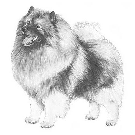 Keeshond Dog Breed Information Keeshond Drawing, Appenzeller Dog, Keeshond Dog, French Bulldog Drawing, Animal Caricature, Akc Breeds, Dog Sketch, Pomeranian Dog, Dog Drawing