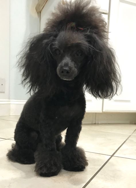 Toy poodle ~ sweet whittle Finn Black Toy Poodle Haircut Styles, Black And White Poodle, Toy Poodle Training, Black Toy Poodle, Toy Poodle Haircut, Poodle Haircuts, Poodle Haircut Styles, Poodle Hair, Poodle Haircut