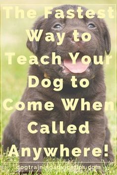 Dog Recall, Dog Minding, Easiest Dogs To Train, Cesar Millan, Cairn Terriers, Dog Training Advice, Dog Training Techniques, Training Your Puppy, Brown Dog