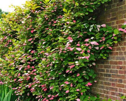 Actinidia kolomikta - pink cream and green leaves Actinidia Kolomikta, Kiwi Vine, Hydrangea Petiolaris, Piping Flowers, Hedera Helix, Climbing Hydrangea, Growing Vines, Virginia Creeper, Best Perennials