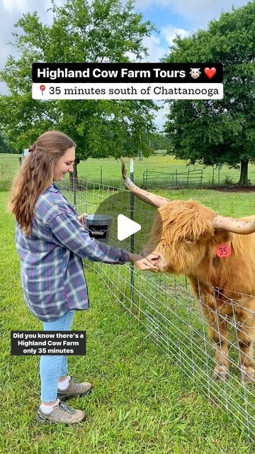 Hope • Chattanooga Hiking Tour Guide on Instagram: "Highland cow farm near Chattanooga 🐮🥰 READ BELOW FOR DETAILS 📌

📍 @blessingcreekfarmsandhighlands is located in Lafayette, Georgia. It’s about a ~35 minute drive south of Chattanooga & the closest highland cow farm in the area! We got to visit this adorable farm thanks to @walkerrocksga ❤️ #hosted

‼️ Farm tours are by appointment only! You can inquire by sending them a message on their Facebook page: Blessing Creek Farms.

**If you’re the first or last farm tour of the day, you can bottle feed the baby goats & baby cows as shown in this video. Ask the owners about it when you inquire!** 🍼

On the farm tour, you can feed & pet several animals including varieties of goats, sheep, highland cows, a pig, and great pyrenees dogs 🐑🐐

DET Highlander Cows, Ellijay Georgia, North Alabama, Great Pyrenees Dog, Rv Road Trip, Baby Highland Cow, Cow Farm, Highland Cows, By Appointment Only