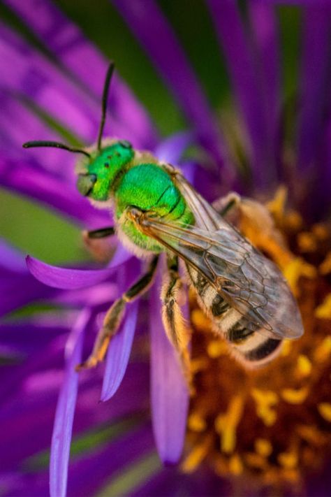 How To Stop Sweat Bees From Ruining Your Outdoor Activities Pollinating Flowers, Sweat Bees, Growing Mint, Stop Sweating, Bee Free, Garden Pest Control, Healthy Lawn, Flower Fairies, All Flowers