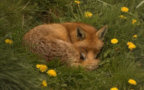 Sleeping fox Fox Pictures, Pet Fox, Pretty Animals, Silly Animals, Cute Fox, Red Fox, Little Animals, Cute Little Animals, 귀여운 동물