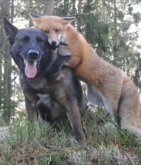 Fox And Coyote, Wolf And Fox Matching Pfp, Animal Duos, Fox And Wolf, Two Foxes, Animal Couple, Two Animals, Baby Bug, Fox Pictures