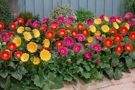 Shade Plants Container, Flowers Types, Gerbera Jamesonii, Gerbera Flower, Gerber Daisies, Garden Centre, Gerbera Daisy, Garden Items, Perennial Garden