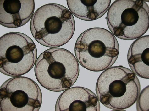 Each of these spheres is a developing sea mullet (Mugil cephalus) embryo. Nikon Small World, Microscopic Photography, Microscopic Images, Electron Microscope, Things Under A Microscope, Plant Lighting, Photography Contests, Carnivorous Plants, World Photography