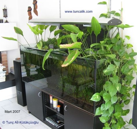 A 160x60x60cm community aquarium with indoor plants. Golden pothos (Epipremnum pinnatum) on the right side, two Echinodorus grandiflorus in the middle, climbing fig at the back on the left side Aquarium Pothos, Pothos In Fish Tank, Pothos Aquarium, Riparium Plants, Plants In Aquarium, Riparium Ideas, Community Aquarium, Indoor Vines, Plants Pictures