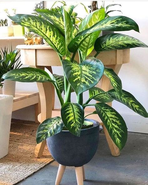 Best Plants For Home, Living Room Plants Decor, Easy House Plants, Tanaman Indoor, Tanaman Pot, نباتات منزلية, Hanging Plant Wall, Living Room Plants, Hanging Plants Indoor