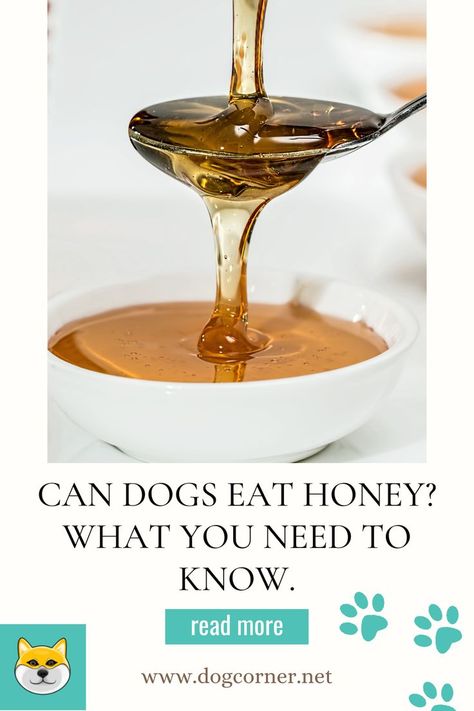 You might be wondering whether honey is a safe treat for dogs to eat, Can Dogs Eat Honey? Here is the answer: As long as it is fed in moderation, dogs can eat honey! It is a natural sugar and it even has a small number of minerals and vitamins that may be beneficial for your dog. Honey For Dogs, Real Honey, Dog Spaces, Giant Dogs, Can Dogs Eat, Dog Rooms, Cute Baby Dogs, Natural Sugar, Dog Eating