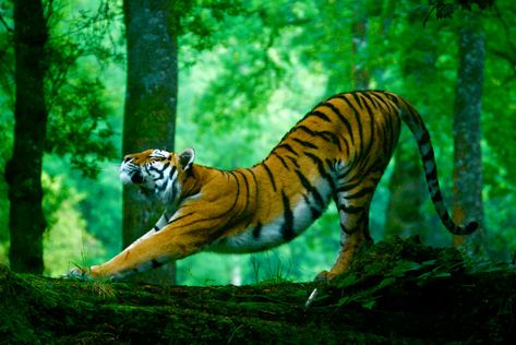 Tiger Stretching, Tiger Fotografie, Tiger Photography, Yoga Festival, Kinds Of Cats, Siberian Tiger, Big Animals, Big Photo, A Tiger