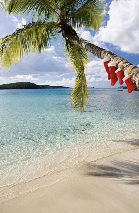 Island Christmas, Christmas Palm Tree, Christmas Stock Photos, Christmas In Australia, Botany Bay, Beachy Christmas, Caribbean Beach, Caribbean Beaches, Beach Christmas