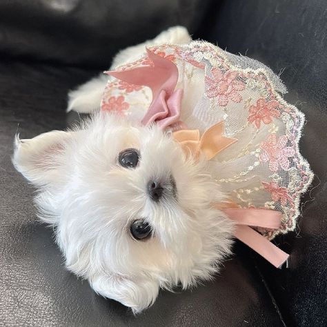 Tea Cup Dog, Cup Dog, Teacup Maltese, Maltese Puppies, Tea Cup Dogs, Super Cute Puppies, Maltese Puppy, Cute Cats And Dogs, Maltese