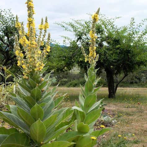 100 Seeds w/Instructions    By some, Mullein may be considered a weed, but it is actually an ancient and very important medicinal herb that fights res Mullein Plant, Mother Earth Living, Medicinal Herbs Garden, Mountain Rose Herbs, Flowers Growing, Sea Holly, Natural Beauty Products, Echinacea Purpurea, Natural Antibiotics