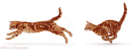 cat running - Google Search Drawn Cats, Cat Running, Running Pictures, Cat Poses, Cat References, Running Photos, Cat Run, Cat Anatomy, Cat Drawings