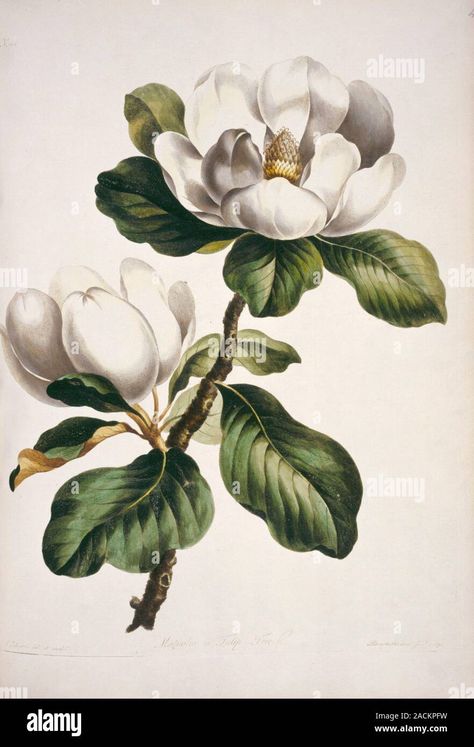 Download this stock image: Magnolia sp. flowers. Artwork from 'A Collection of Flowers' by John Edwards (1795). - 2ACKPFW from Alamy's library of millions of high resolution stock photos, illustrations and vectors. Library Artwork, Magnolia Tattoo, Southern Magnolia, Flowers Artwork, John Edwards, Magnolia Flowers, Flower Sketches, Flower Artwork, Magnolia Flower