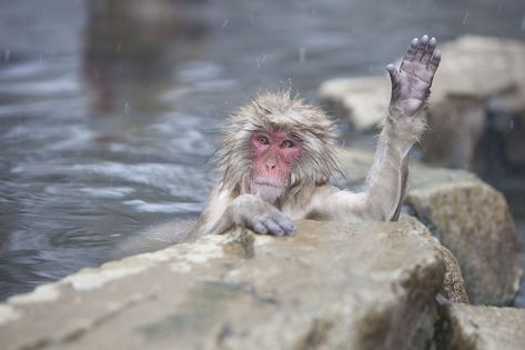 Animals Waving, Comedy Wildlife Photography, Dog Shaking, Funny Dog Faces, Great Ape, Funny Animal Photos, Perfectly Timed Photos, A Monkey, Dog Face