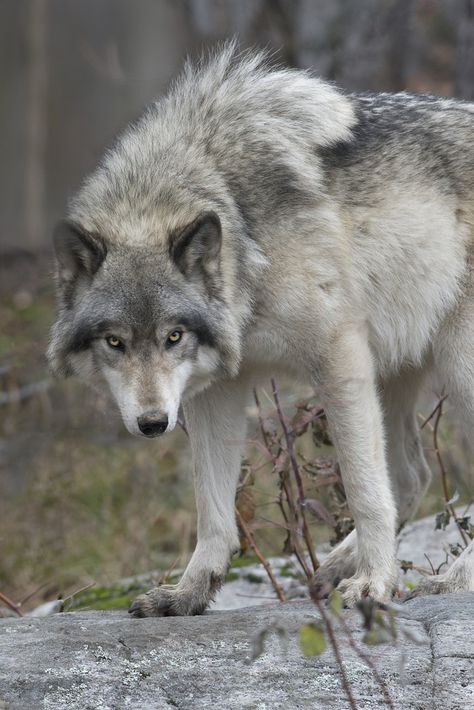 I'm trying to capture a sense of the mysterious, threatening and unpredictable nature of wolves in general, and this wolf in particular.  I'm not sure which photo orientation is more effective in achieving this, the portrait view in this shot or the landscape view in the following shot, or which crop is better - the wider shot here or the close-up in the next photo. Which photo do you think does the job better - it's suppose to scare you or at least make you uncomfortable? What do you think?... Wolf Picture, Gray Wolves, Regard Animal, Wolf Husky, Wolf Images, Psy I Szczenięta, Wolf Photos, Wolf Spirit Animal, Gray Wolf