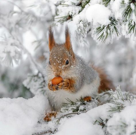 Winter Squirrel, Kingdom Animalia, Nature Watercolor, Winter's Tale, Winter Nature, Christmas Bird, Winter Animals, Winter Scenery, Winter Beauty