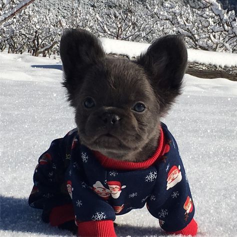 See this Instagram photo by @cherryvalleybluefrenchies • 761 likes Blue French Bulldog Puppies, Baby French Bulldog, French Bulldog Facts, Bulldog Francese, Frenchie Puppy, Baby Animals Pictures, Blue French, French Bulldog Puppies