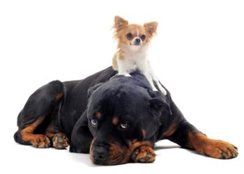 Dog Behavior | Can Big Dogs & Small Dogs Co-Exist in a Family? | Pets Best Bordeaux Dog, Dog Dna Test, Dna Testing, Dog Potty Training, Dog Pee, Rottweiler Dog, Bad Dog, Big Dog, Dog Rescue