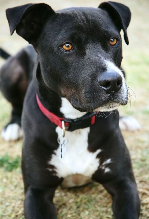 Lab Pitbull Mix Puppy, Boxer Lab Mix Puppies, Pitbull Lab Mix, Pitbull Lab, Lab Pit Mix, Pitbull Mix Puppies, Lab Mix Puppies, Black Pitbull, Bully Dog