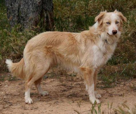 Yosemite Magic Gold Merle Border Collie with Blue eyes Gold Border Collie, Merle Border Collie, Blue Eyed Dog, Border Collies, Gold Border, Border Collie, Blue Eyes, Dogs, Animals