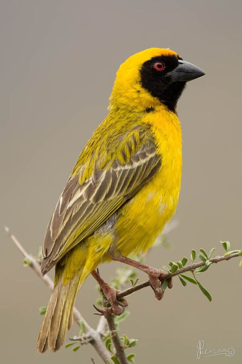 Karoo National Park, South Africa Birds Of South Africa, South African Plants, Karoo Plants, South African Birds, African Birds, African Plants, Baby Bird, Botanical Watercolor, Elegant Tattoos