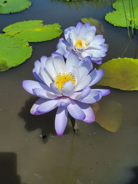 Blue Waterlily from Forest Hill QLD 4342, Australia on April 03, 2022 at 10:36 AM by André Grové Waterlily Aesthetic, Blue Waterlily, Blue Water Lily, Lily Wallpaper, Blooming Lotus, Lake Photography, Forest Hill, Nothing But Flowers, Blue Lotus