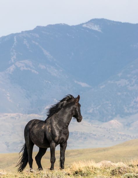 Black Mustang Horse, Dramatic Poses, Black Mustang, Red Desert, Mustang Horse, Bureau Of Land Management, Blue Roan, Land Management, Horse Life