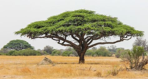 10 Things You Didn't Know About African Acacia Trees | Page 8 ... Africa Trees, African Tree, Umbrella Tree, Acacia Tree, Gum Arabic, Tree Silhouette, Deciduous Trees, Small Trees, Beautiful Tree