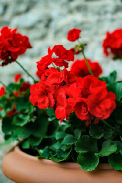 Overwintering Geraniums, Growing Geraniums, Geranium Care, Geraniums Garden, Potted Geraniums, Geranium Plant, Balkon Decor, Geranium Flower, Buy Plants Online