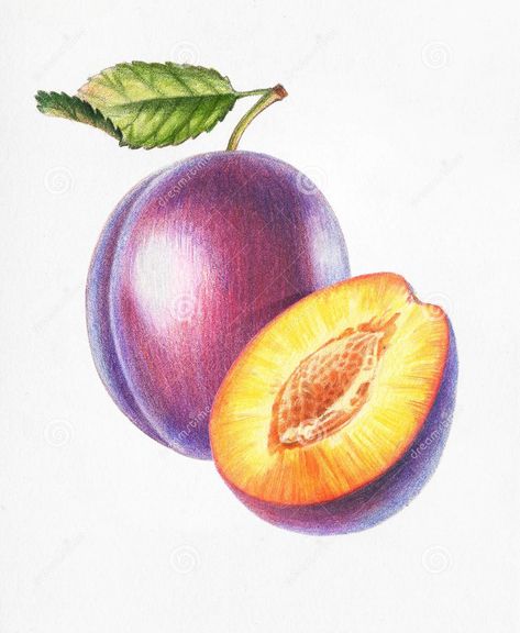 Coloring Drawing With Colored Pencils, Paint House, Vegetable Drawing, Fruit Art Drawings, Color Pencil Sketch, Water Color Pencil, Fruits Drawing, Realistic Drawing, Colored Pencil Artwork