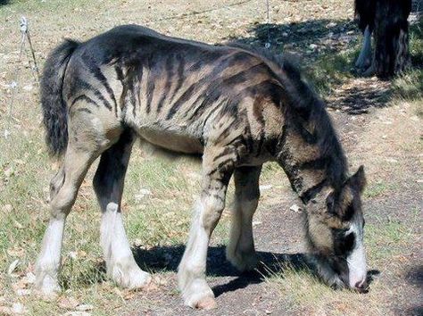 love this. they shaved it to look like a zebra. good job. from tailspin.com Zebra Cross, Unusual Horse, Rasy Koni, Horse Crazy, Clydesdale, Draft Horses, Pretty Animals, Appaloosa, Horse Coloring