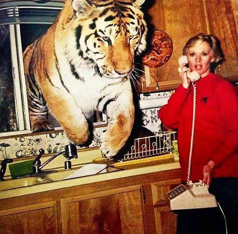 Tippi Hedren is still a big cat enthusiast at age 90, her granddaughter Dakota Johnson revealed. Tiger Illustration, Talking On The Phone, On The Phone, Foto Poses, Fresh Memes, A Tiger, Dakota Johnson, Funny Animal Pictures, Instagram Foto