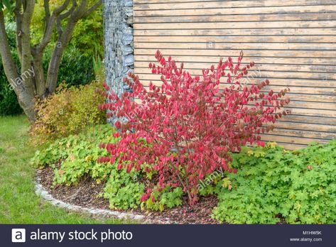 Euonymus Alatus Compactus, Euonymus Alatus, Purple Loosestrife, Japanese Barberry, Autumn Olive, Forest Ecosystem, Burning Bush, Invasive Plants, Climbing Vines