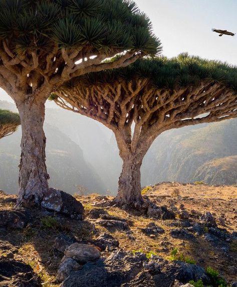 The Most Beautiful UNESCO World Heritage Sites Dracaena Cinnabari, Dragon Blood Tree, Socotra, Motion Capture, Two Trees, Pamukkale, Strange Places, Unique Trees, Angkor Wat