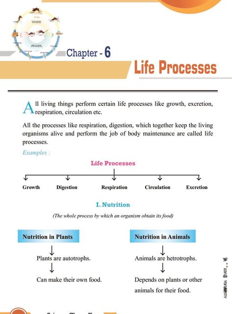 Class 10 Science Notes for Life Processes Class 10 Biology Notes Chapter 1, Cbse Class 10 Science Notes, Biology Life Process Notes, Nutrition Class 10 Notes, Class 10 Bio Notes Life Process, Respiration Notes Class 10, Life Processes Biology Notes Class 10, Life Processes Biology Notes Class 10 Aesthetic, Class 10 Life Processes Notes