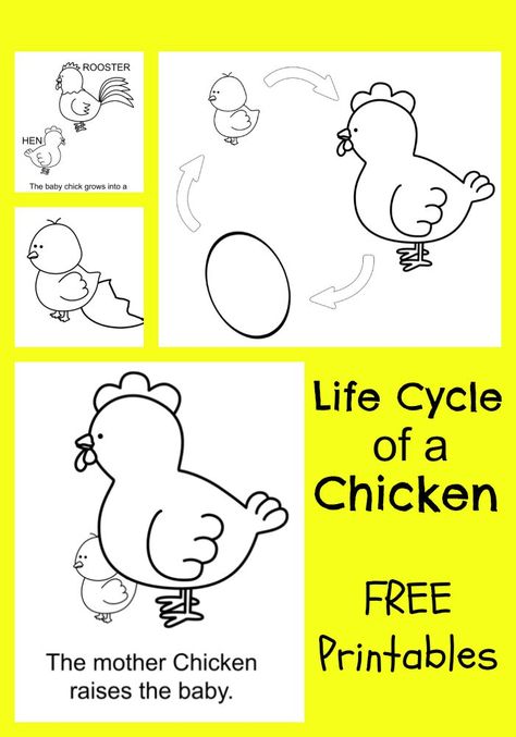 Learning about the chicken life cycle is SO exciting for children - especially when you have baby chicks! Print these FREE chicken life cycle printables. Life Cycle Worksheet, Life Cycle Of A Chicken, Chicken Life Cycle, Frog Life, Chicken Life, Classroom Centers, Kindergarten Lessons, Coloring Sheets For Kids, Printable Books