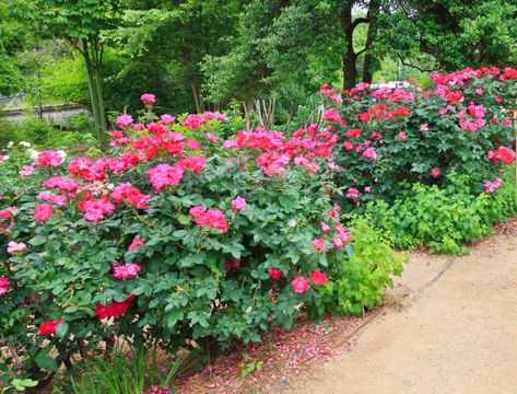 Pink Knockout Roses In Landscaping, Petite Knockout Roses Landscaping, What To Plant With Knockout Roses, Knockout Roses Companion Plants, Rose Garden Companion Plants, Knockout Roses In Landscaping Ideas, Landscaping With Knockout Roses, Rose Companion Plants Perennials, Petite Knockout Roses