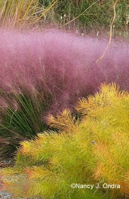 Amsonia Hubrichtii, Muhlenbergia Capillaris, Grass Garden, Piet Oudolf, Grasses Landscaping, Grasses Garden, Star Blue, Winter Sun, Colorful Plants