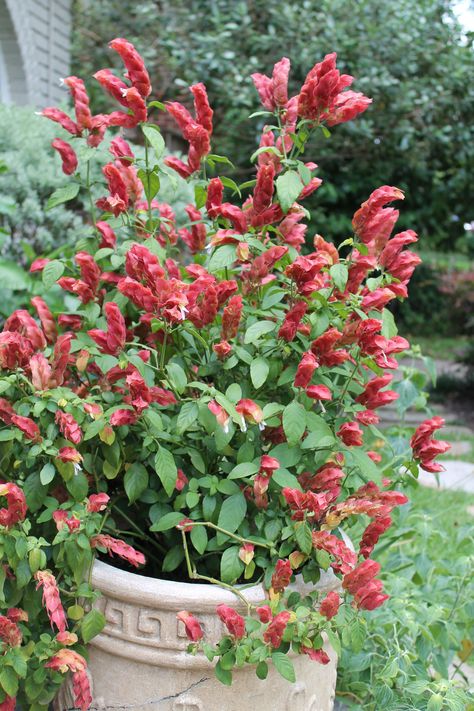 Red Shrimp plant going nuts. Red Shrimp Plant, Shrimp Plant, Potted Garden, Mexican Shrimp, Growing Flowers, My Flower, Garden Pots, Potted Plants, Front Yard