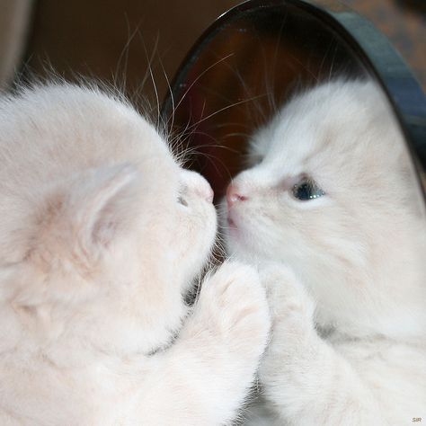 Mirror, mirror, on the wall... White Kittens, Kittens Playing, White Cats, Cute Cats And Kittens, A Mirror, Beautiful Cat, Pretty Cats, Beautiful Cats, Baby Cats