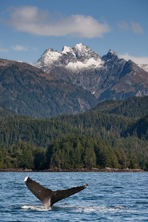 Humpback Whale | Wildlife | Wild Alaska Live Whale Pics, Alaska Aesthetic, Moose Blood, Moving To Alaska, Sitka Alaska, Alaska The Last Frontier, Ketchikan Alaska, Best Western Hotel, Dream Trips