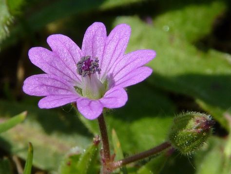 Plantae Scarlet Pimpernel, Wild Geranium, Kingdom Plantae, Best Anime Shows, Anime Shows, Bing Images, Scarlet, Written By, Plants