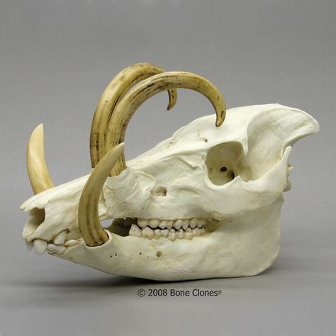 Babirusa Skull Pig Skull, Skull Reference, Real Skull, Pig Family, Animal Skeletons, Animal Skull, Vulture Culture, Jeepers Creepers, Skull Mask