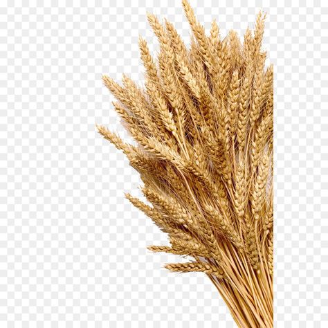 Grass Png, Cartoon Grass, Rice Grain, Grain Foods, Whole Wheat Flour, Wheat Free, Wheat Flour, Wheat, Stock Photography